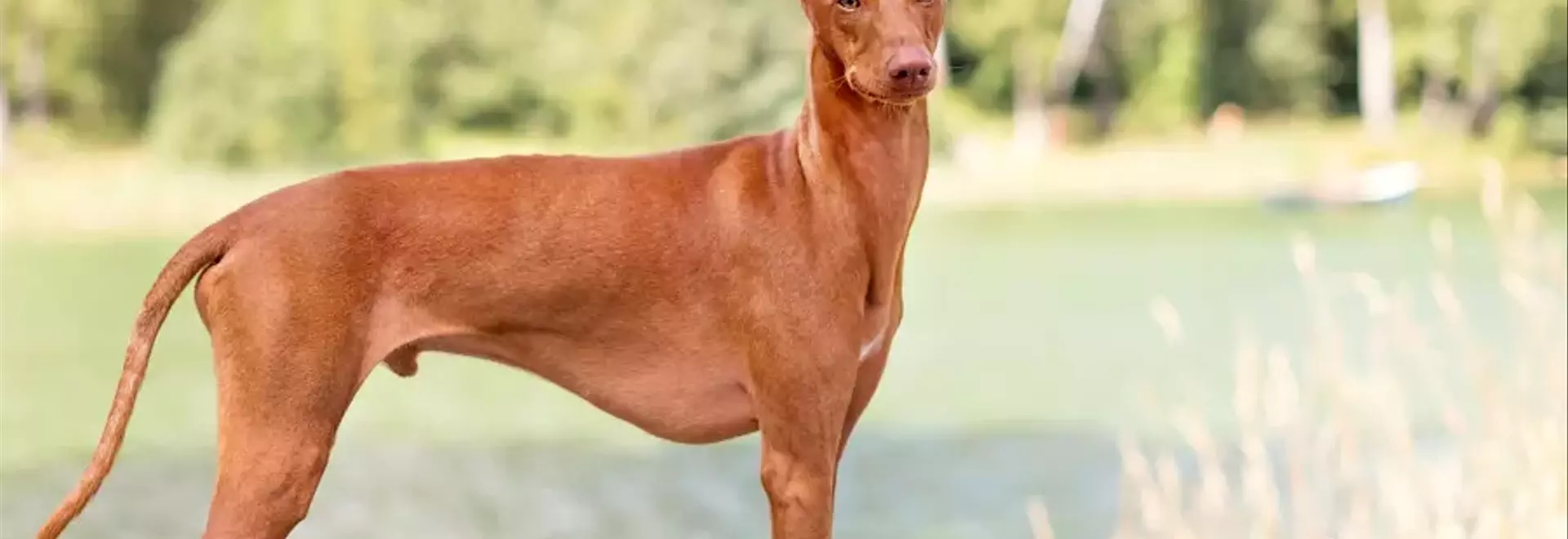 Il Cirneco dell'Etna: Un Antico Legame con la Sicilia