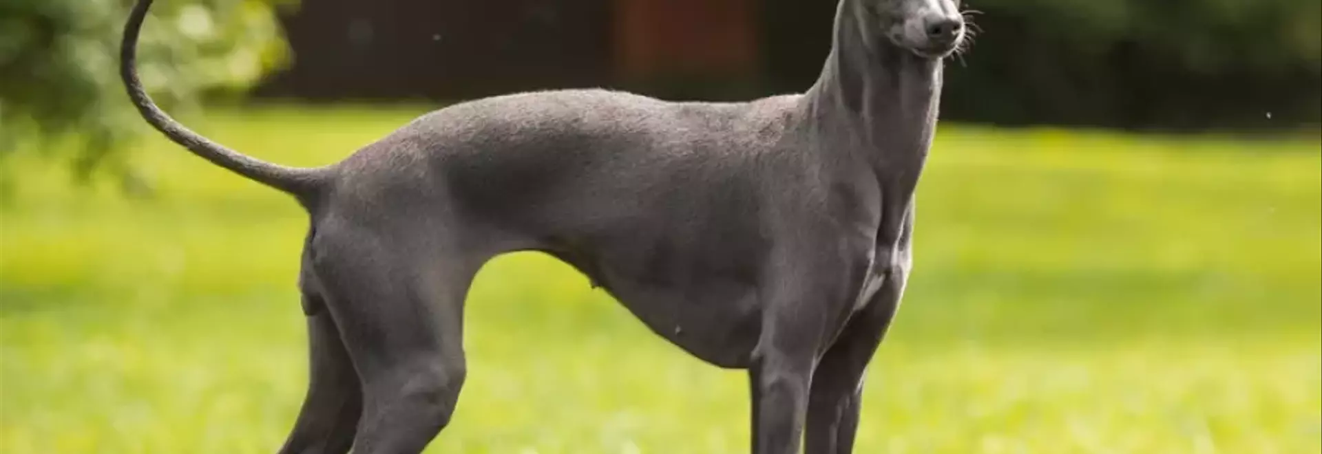 Greyhound: Eleganza e Velocità, un Compagno Fedele