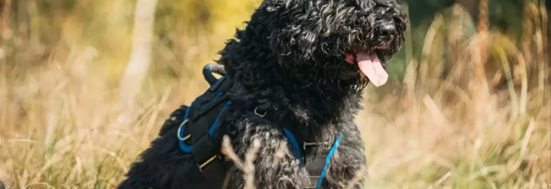 Bovaro delle Fiandre: Un Compagno Fedele e Versatile