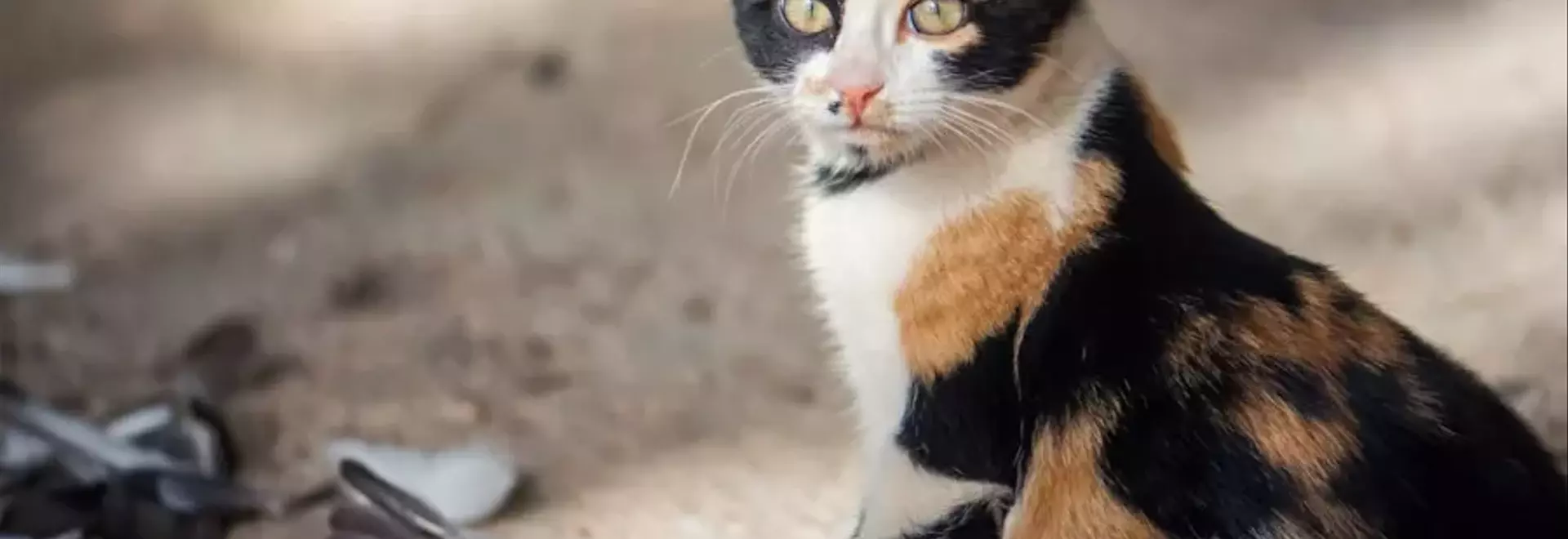 L'Influenza Aviaria nei Felini Domestici: Una Panoramica Completa