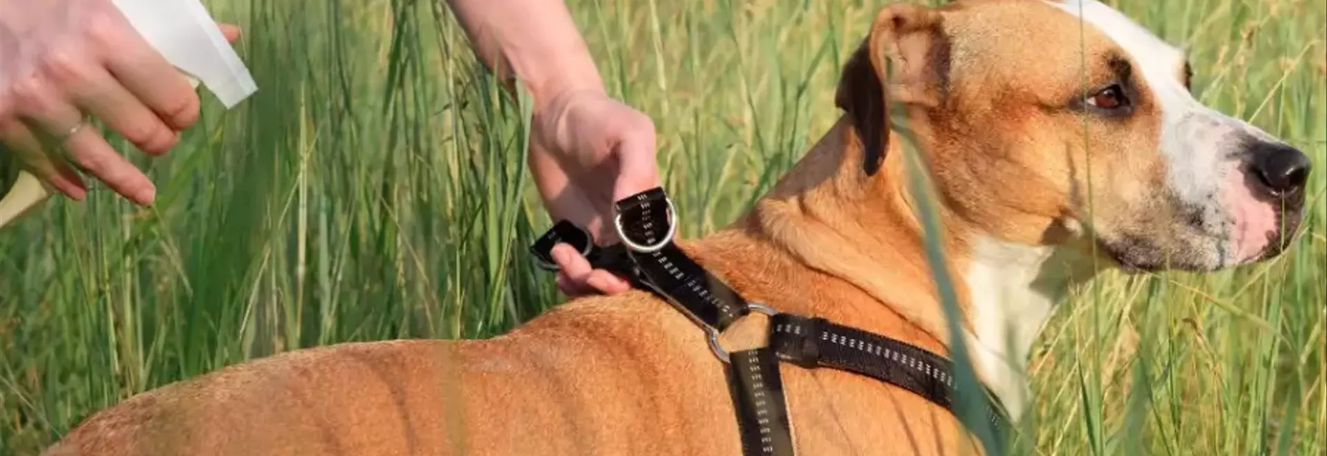 Soluzioni Naturali Antipulci e Antizecche per Animali Domestici: Funzionano Davvero?