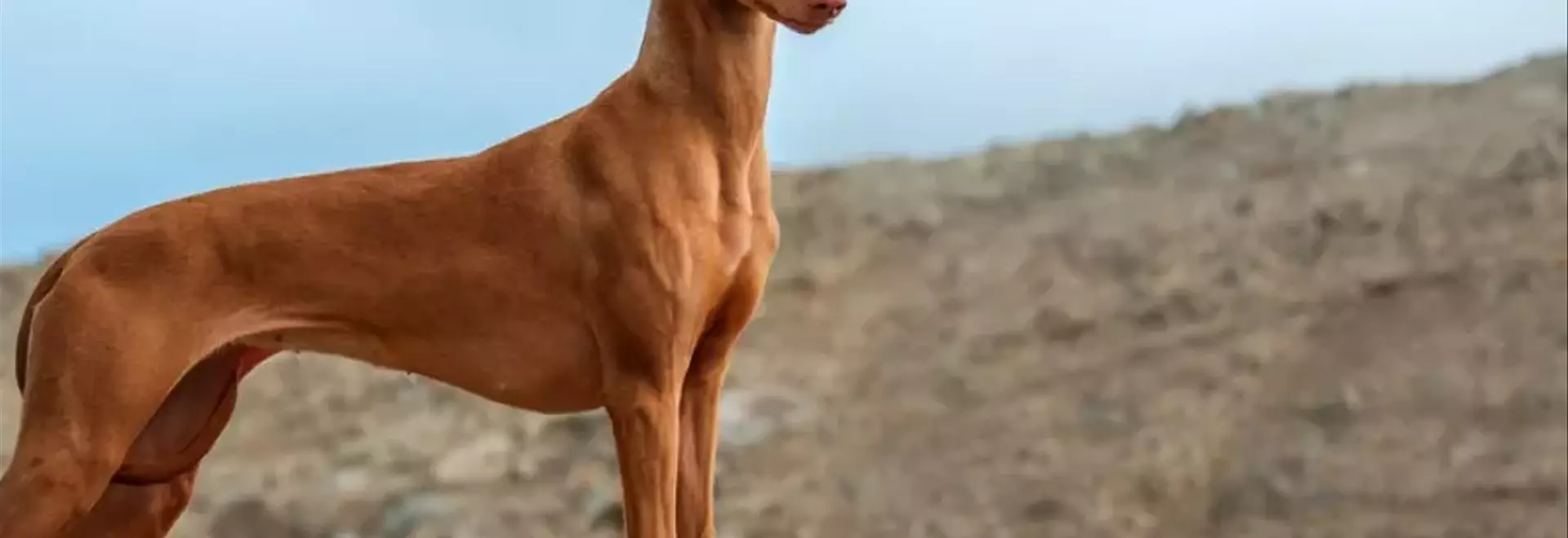 Il Levriero del Faraone: Eleganza, Agilità e Storia di una Razza Unica