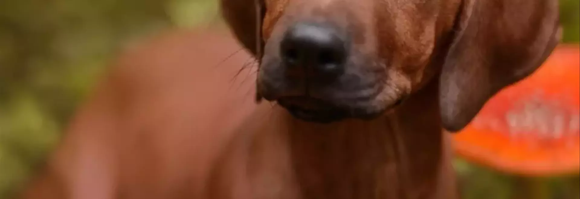 Avvelenamento Canino: Guida Completa alla Prevenzione e Intervento