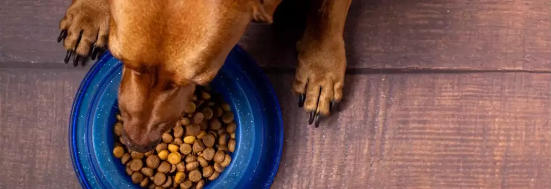 L'Importanza Cruciale delle Proteine nella Dieta degli Animali Domestici