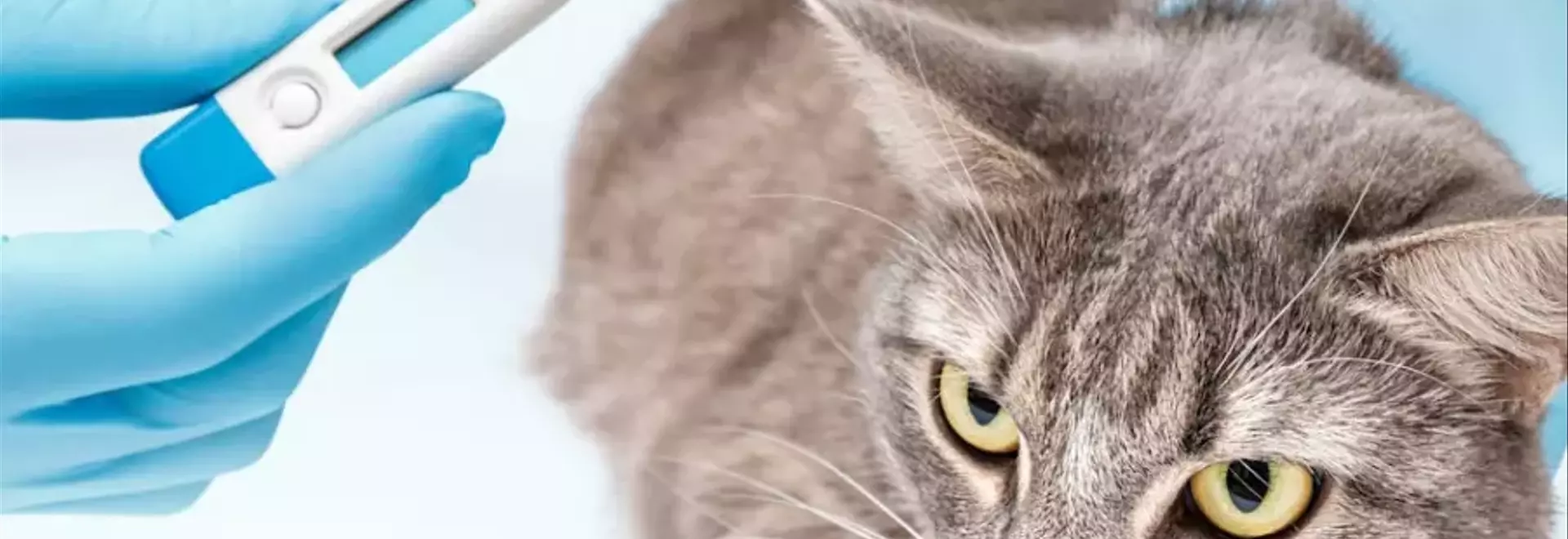 Il Calicivirus Felino: Una Panoramica Completa sulla Malattia Respiratoria dei Gatti