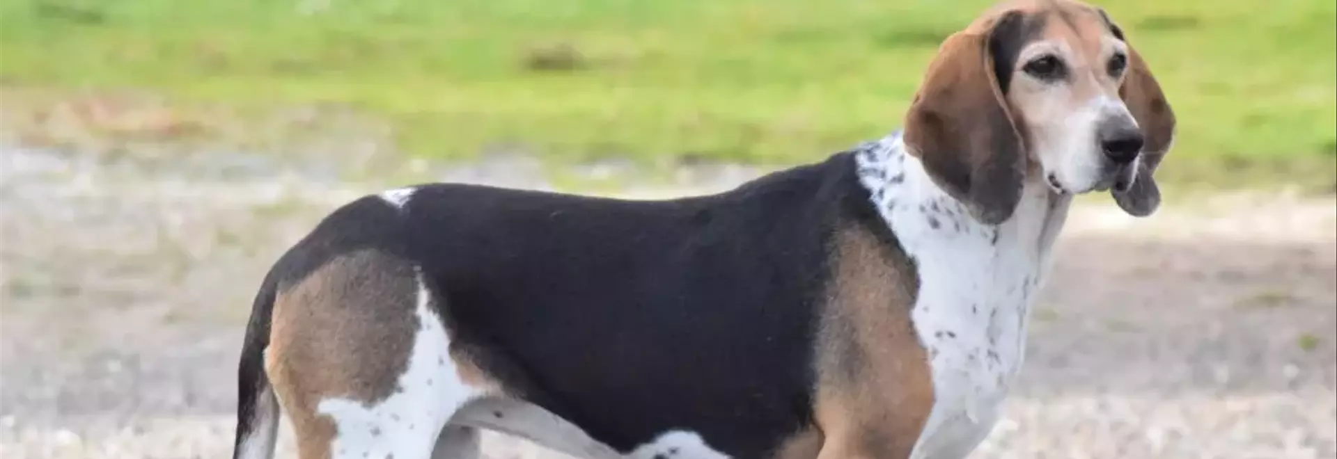 Beagle-Harrier: Un Compagno Fedele per la Caccia e la Famiglia