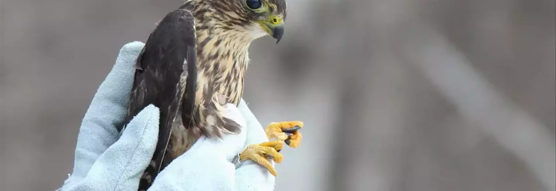 Come Aiutare gli Uccelli Selvatici in Difficoltà: Una Guida Completa