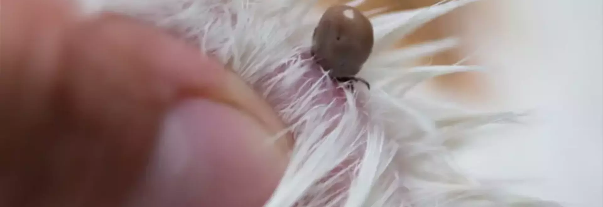 Gestione e Prevenzione delle Zecche nei Cani: Una Guida Completa