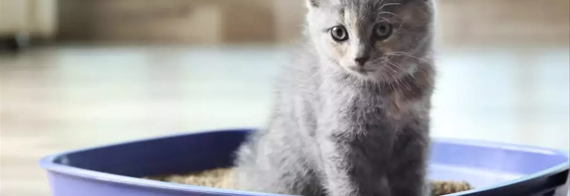 La Giardiasi Felina: Un'Analisi Approfondita