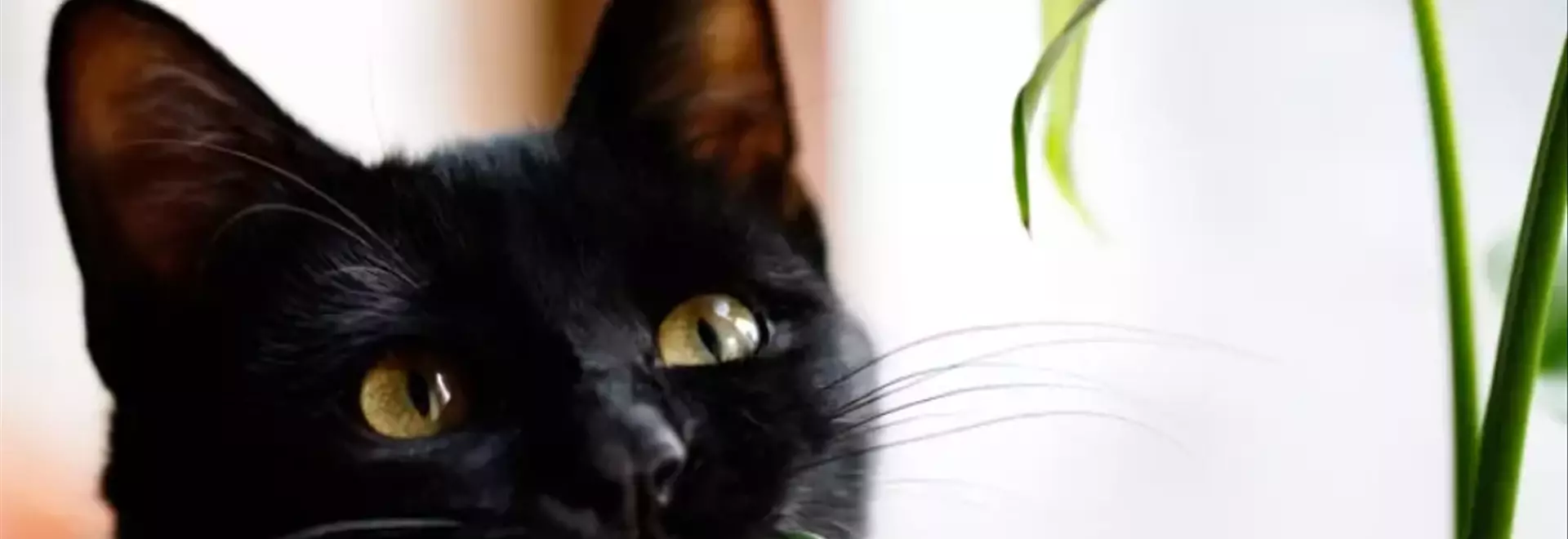 Pericoli Botanici per Gatti Domestici: Guida Completa alla Sicurezza