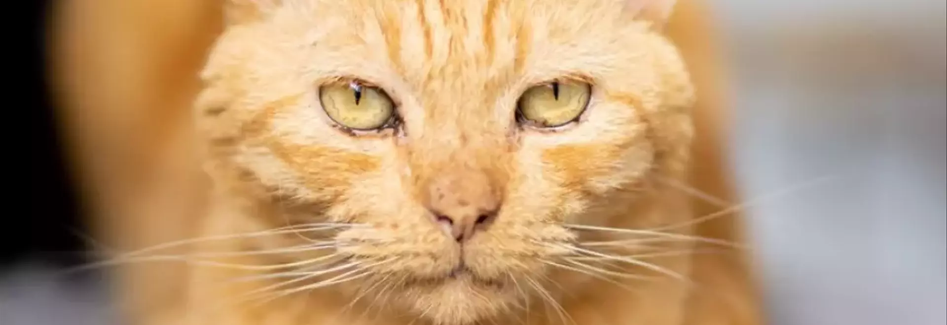 Affrontare l'Invecchiamento Felino: Una Guida Completa alle Patologie Comuni