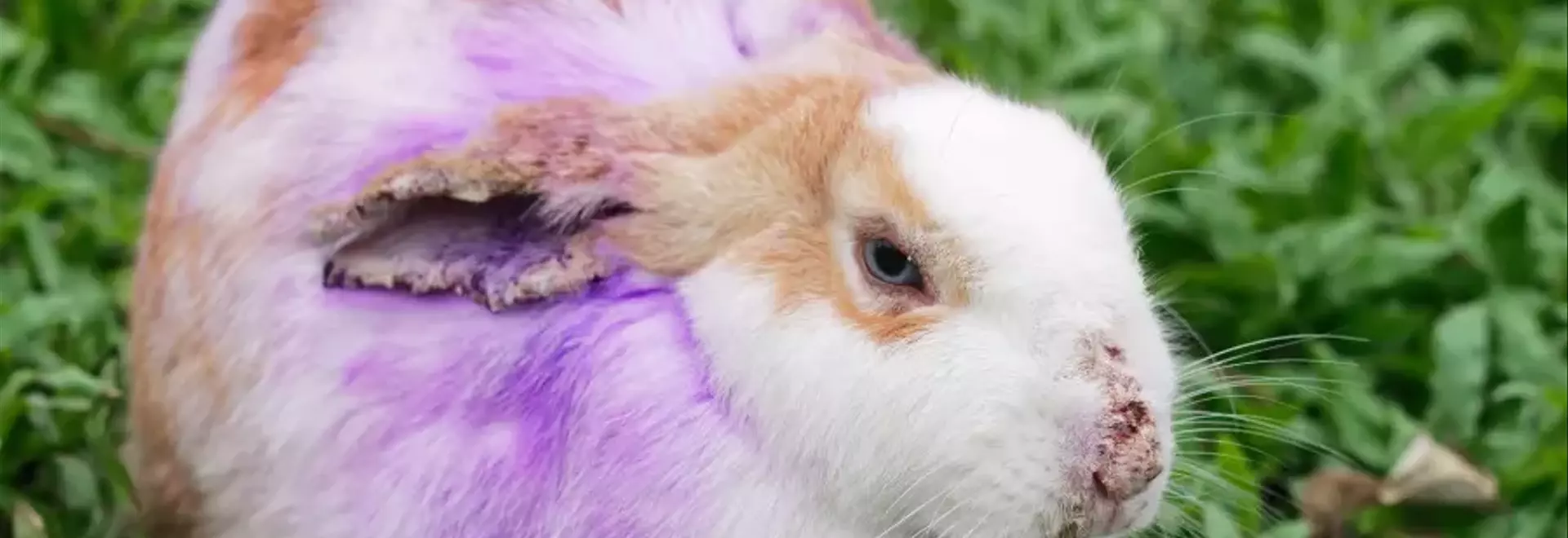 Malattie Cutanee del Coniglio: Una Guida Completa