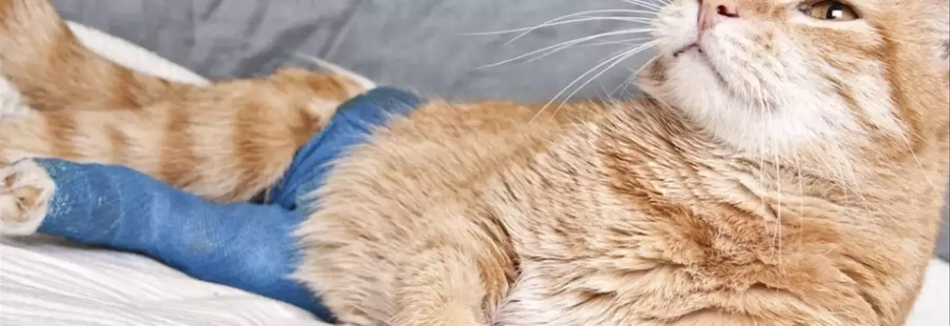 Fratture negli animali domestici: una guida completa