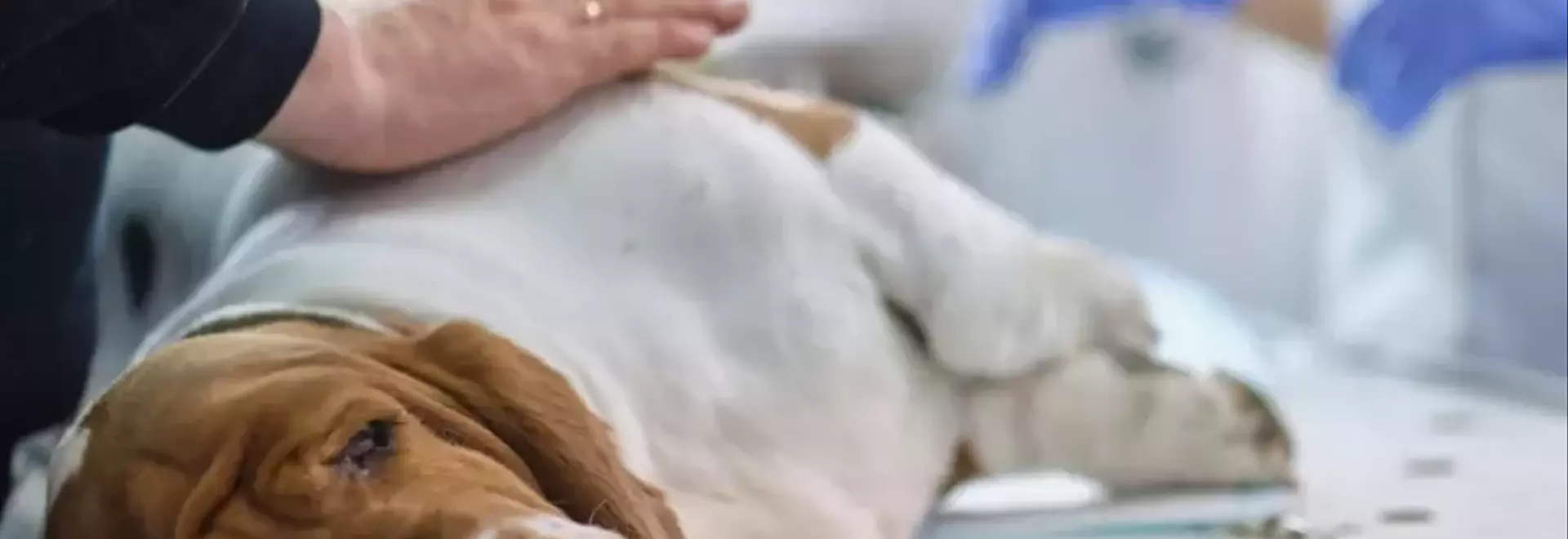 La Piometra: Un'Emergenza Veterinaria e Umana