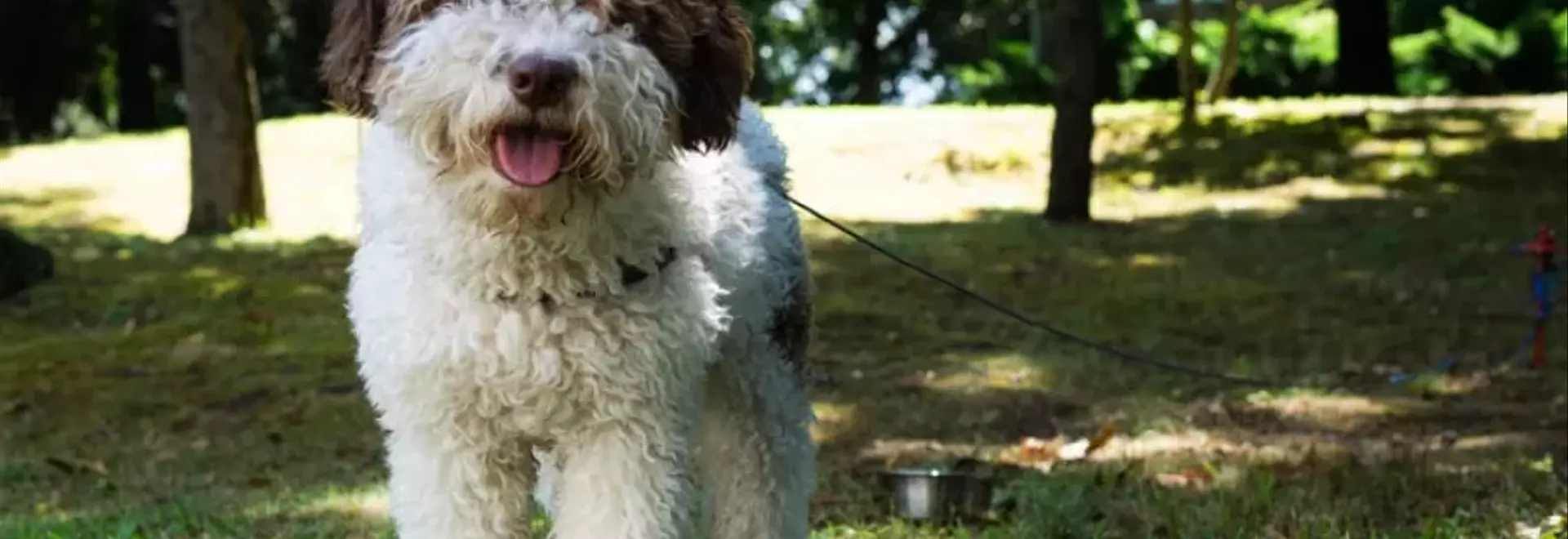 Lagotto Romagnolo: Il Cercatore di Tartufi Affettuoso e Intelligente