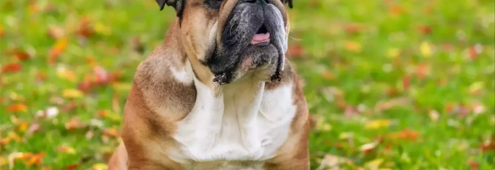 Il Bulldog: Un Compagno Fedele dal Cuore Tenero
