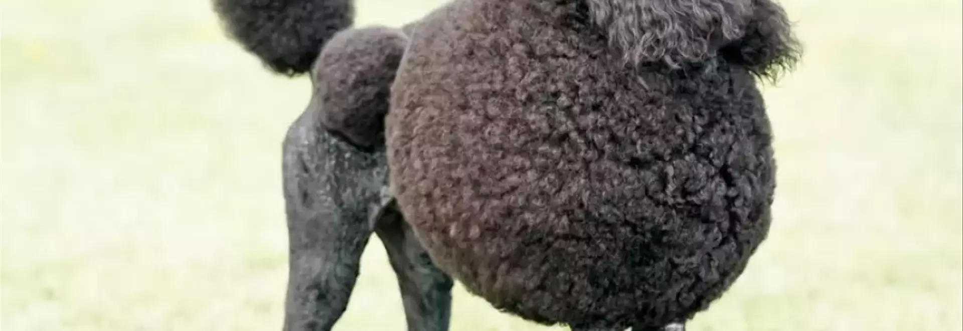 Il Barboncino: Un Compagno Versatile e Affettuoso – Guida Completa