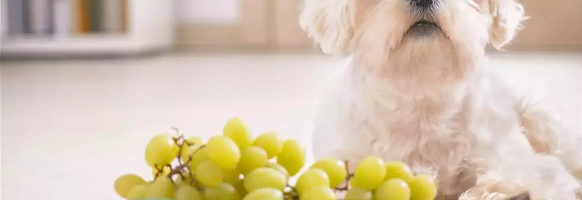 Guida Essenziale: Alimenti Sicuri e Pericolosi per il Tuo Amico a Quattro Zampe