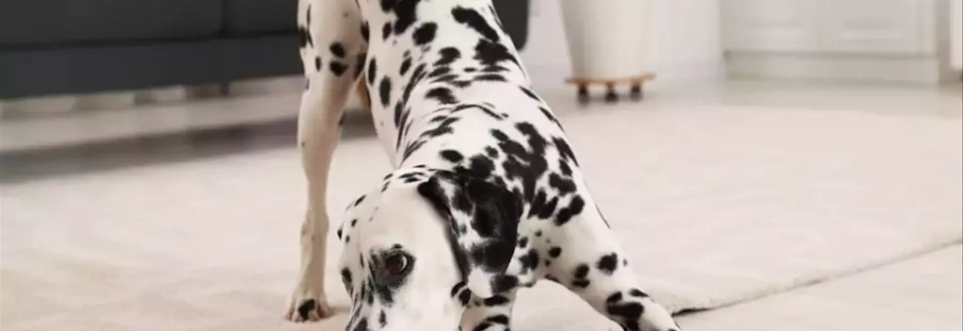 Il Dalmata: Un Compagno Pieno di Energia e Distinto