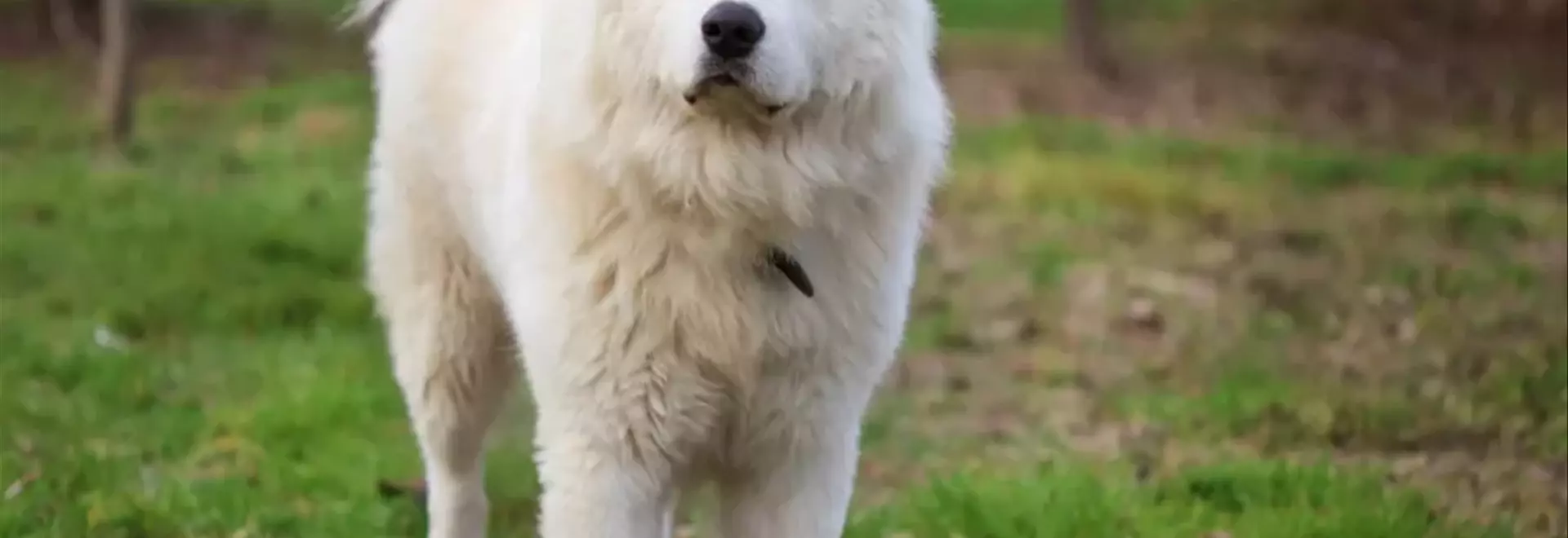 Il Pastore Maremmano Abruzzese: Un Guardiano Fedele e Indipendente