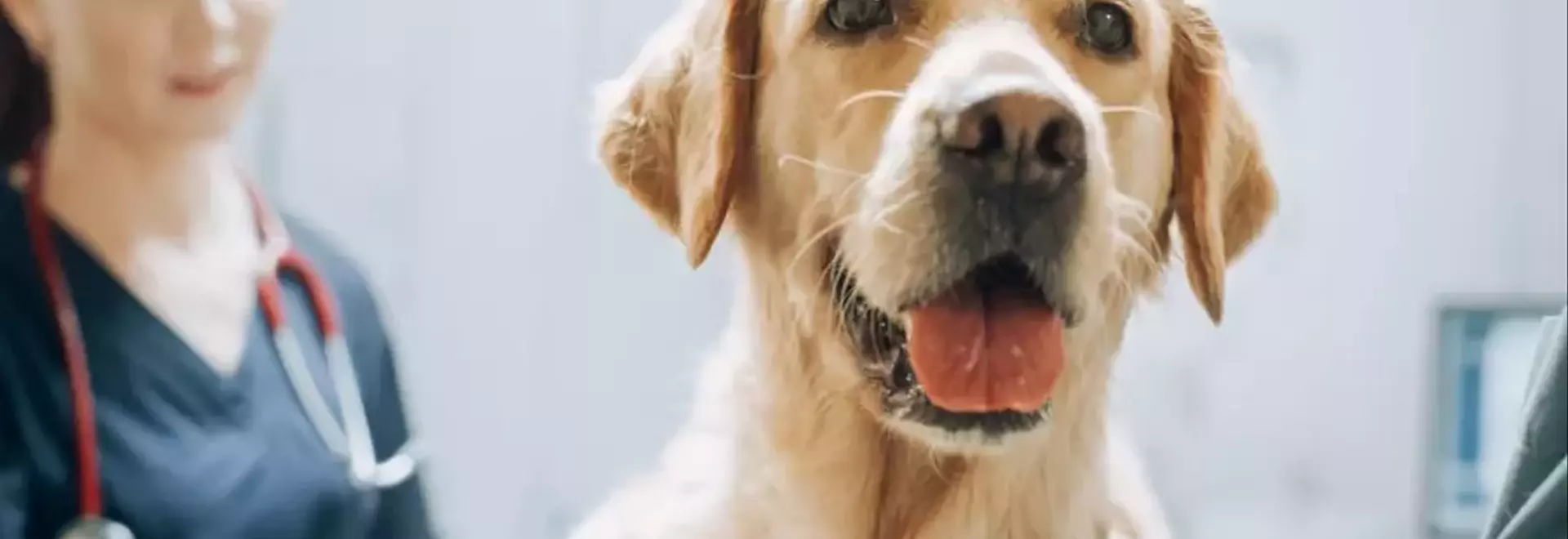 Mastocitoma Canino: Una Guida Completa