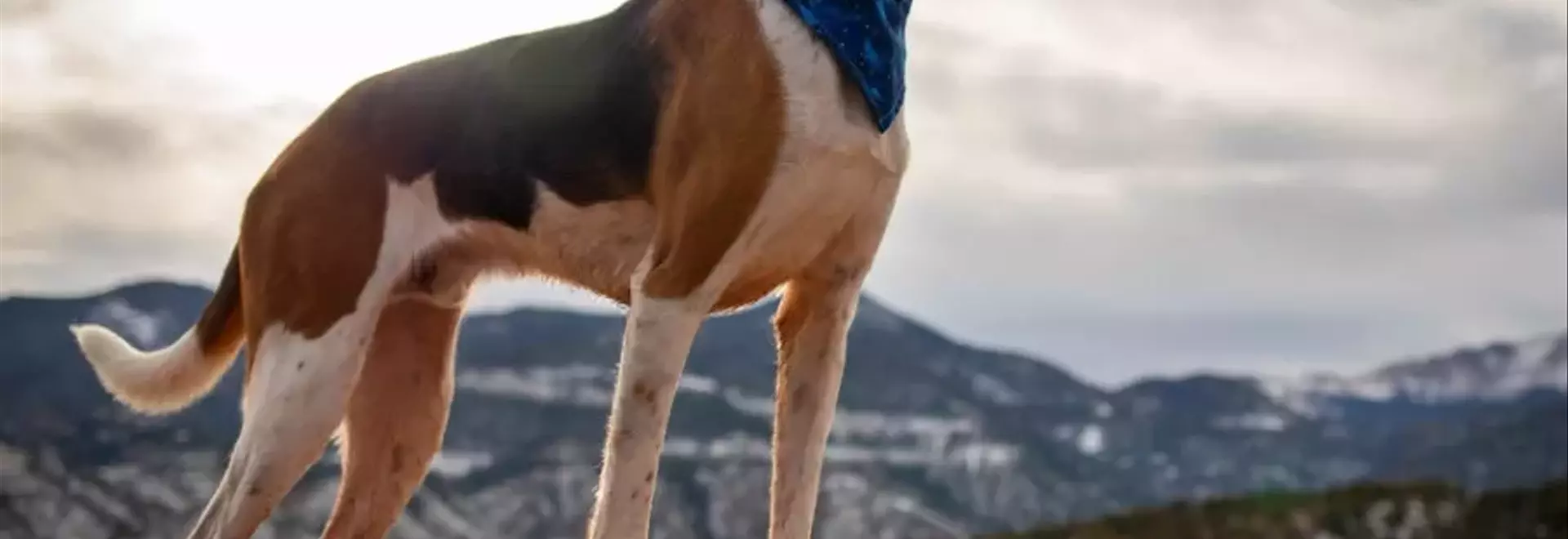 Il Foxhound Americano: Un Compagno Leale e Pieno di Vita