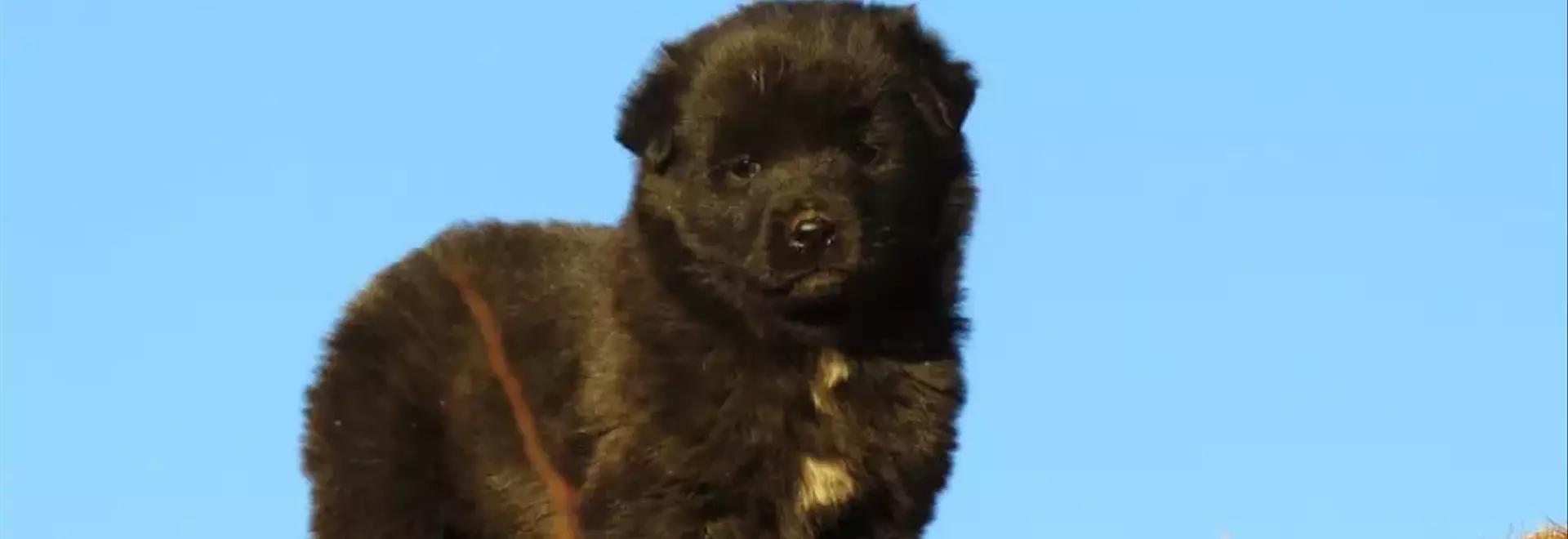 Il Pastore dell'Himalaya: Caratteristiche, Cura e Comportamento di questa Nobile Razza