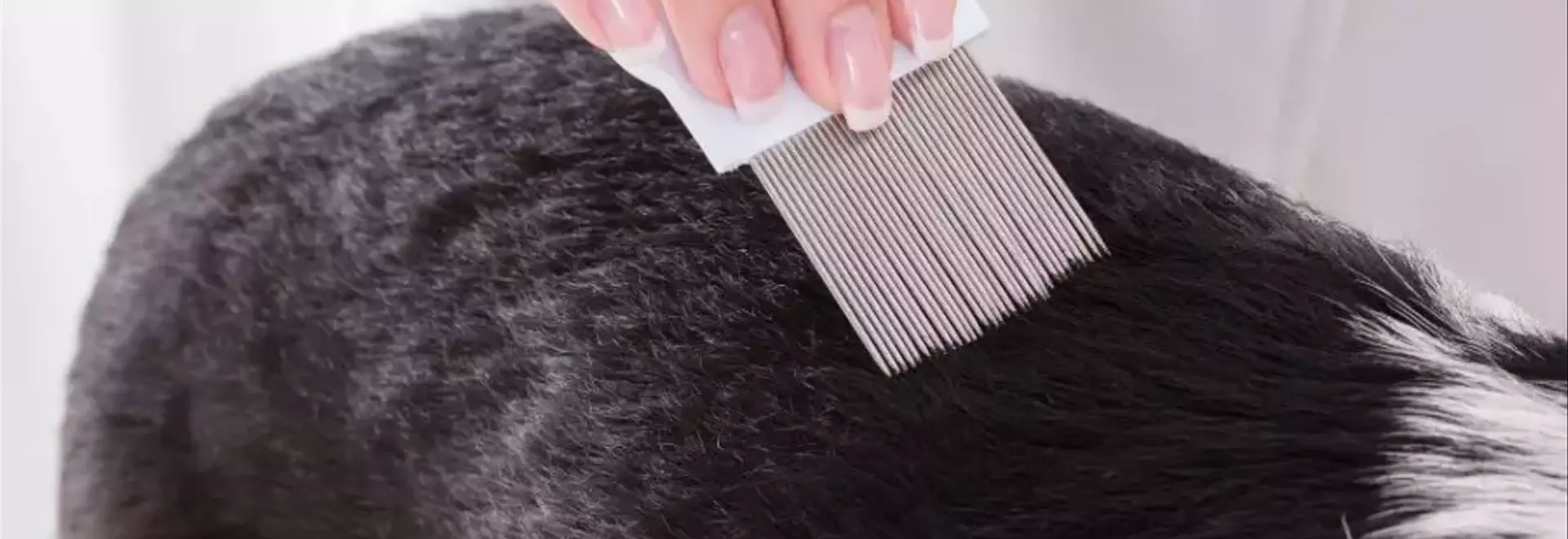 Guida Completa alla Prevenzione e Trattamento dei Pidocchi negli Animali Domestici