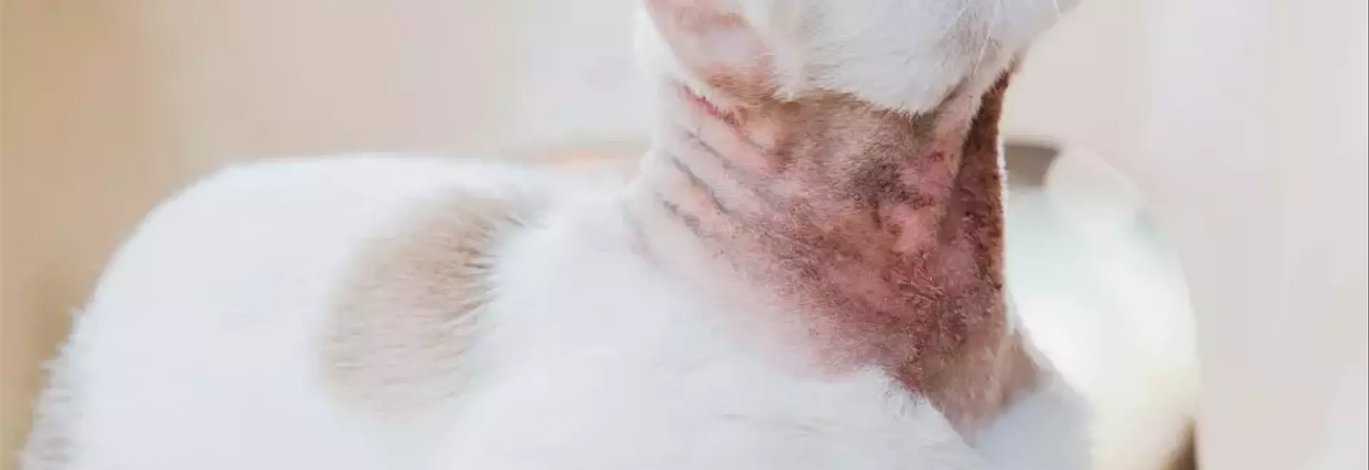 Malattie Dermatologiche Felin: Una Guida Completa