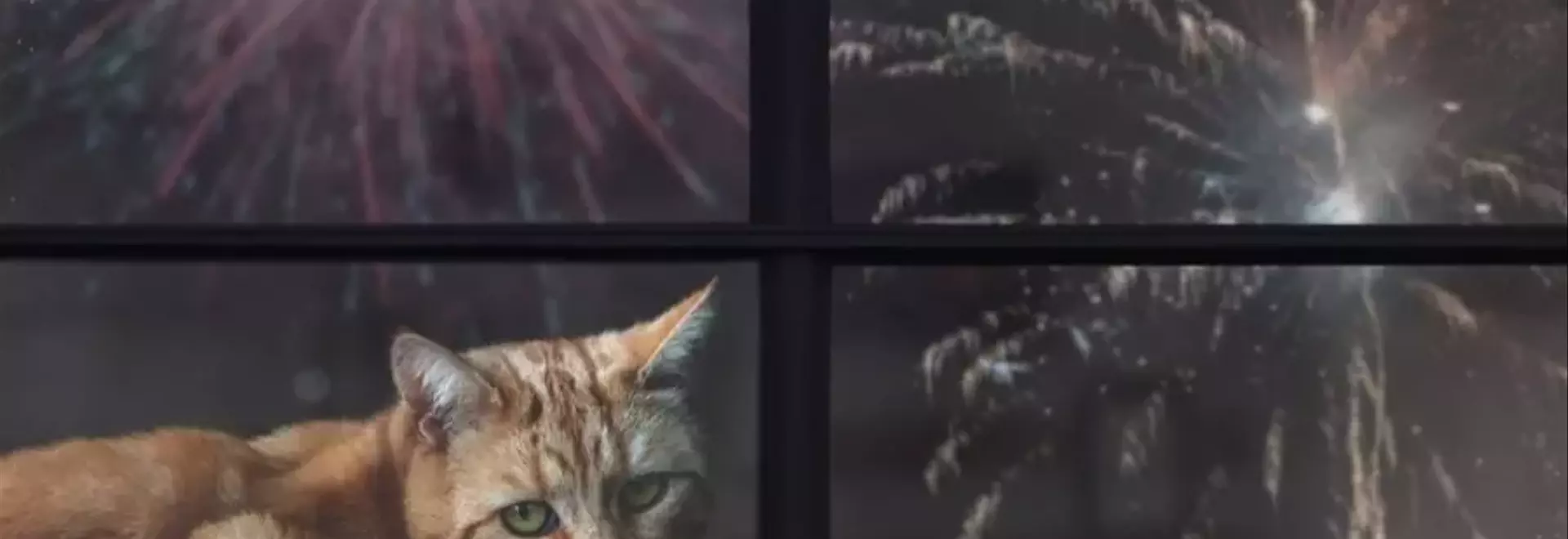 Proteggere i Gatti dai Fuochi d'Artificio: Una Guida Completa