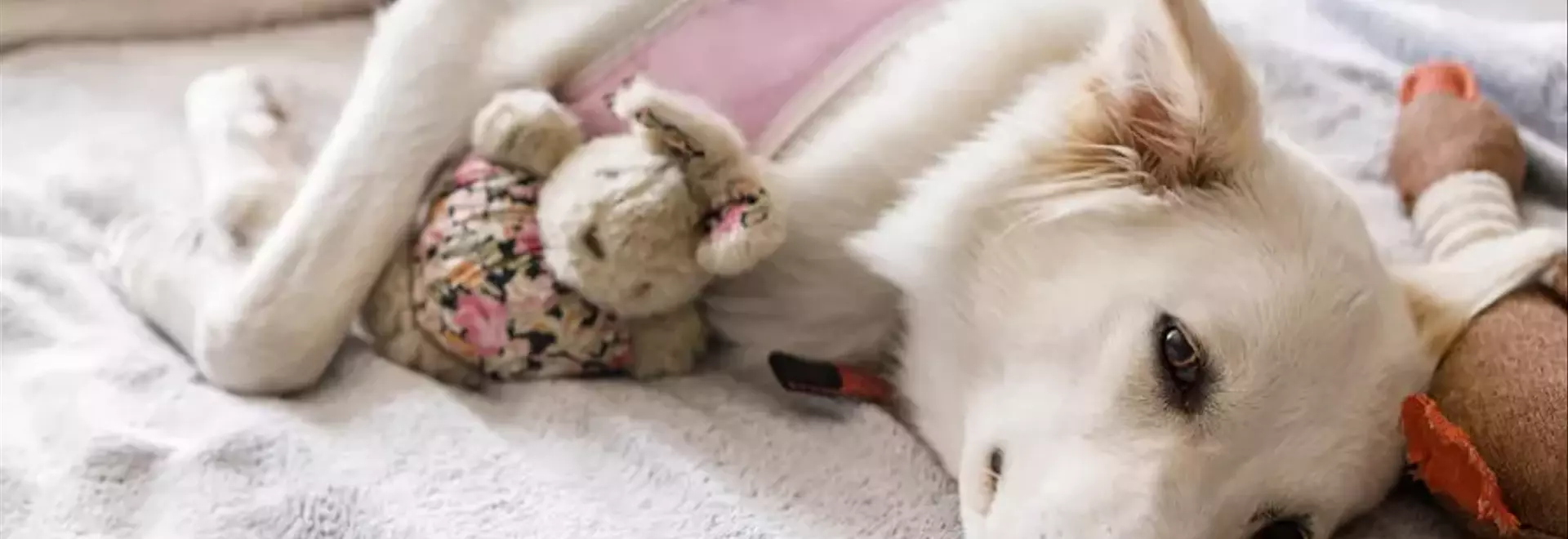 Sterilizzazione Canina: Una Guida Completa