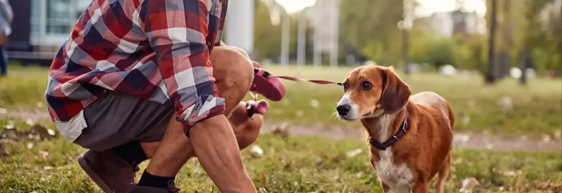 Gestione della Diarrea nel Cane: Cause, Preoccupazioni e Interventi Appropriati
