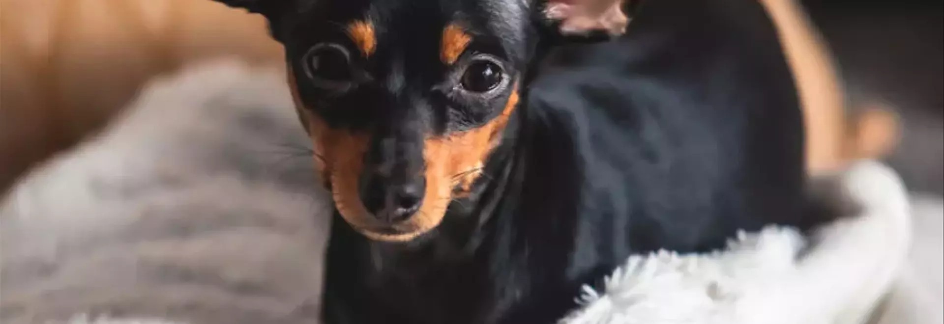 Il Terrier Giocattolo Inglese (Nero Focato): Un Compagno Fedele ed Energico