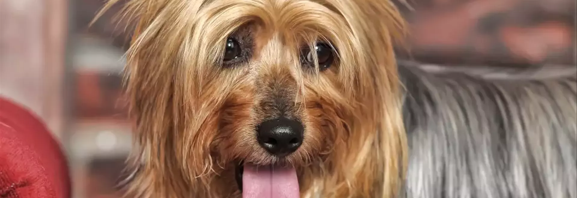 Australian Silky Terrier: Caratteristiche e Cura della Razza