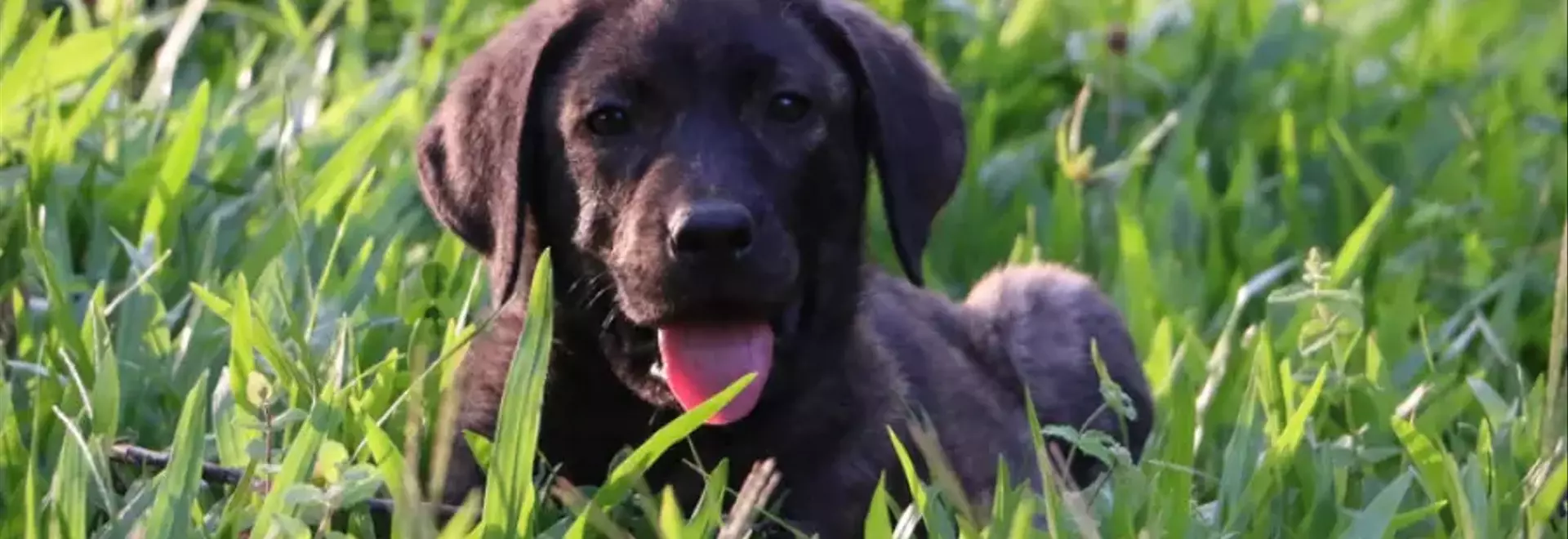 Il Cane de Castro Laboreiro: Un Guardiano Fedele dalle Origini Antiche