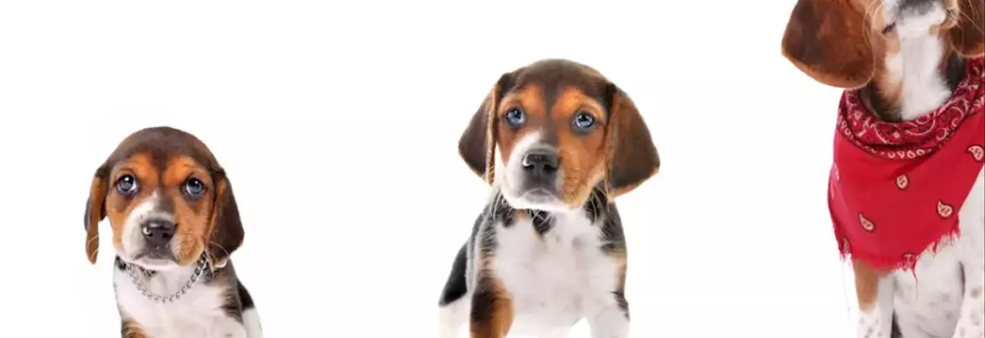 Sviluppo Canino: Percorso di Crescita dalla Nascita all'Età Adulta