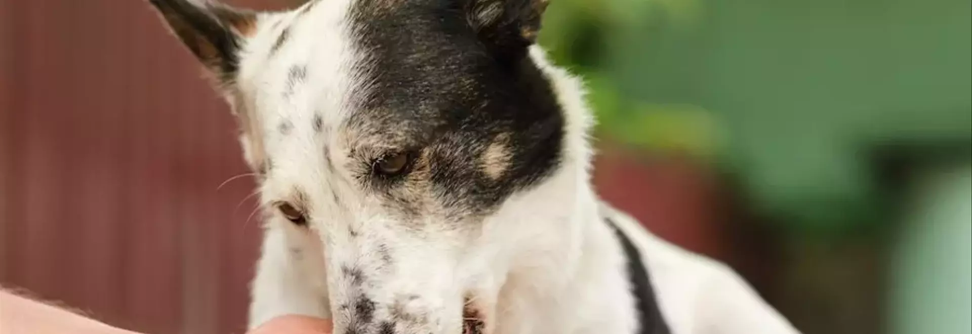 Gestione dell'Artrosi Canina: Una Guida Completa