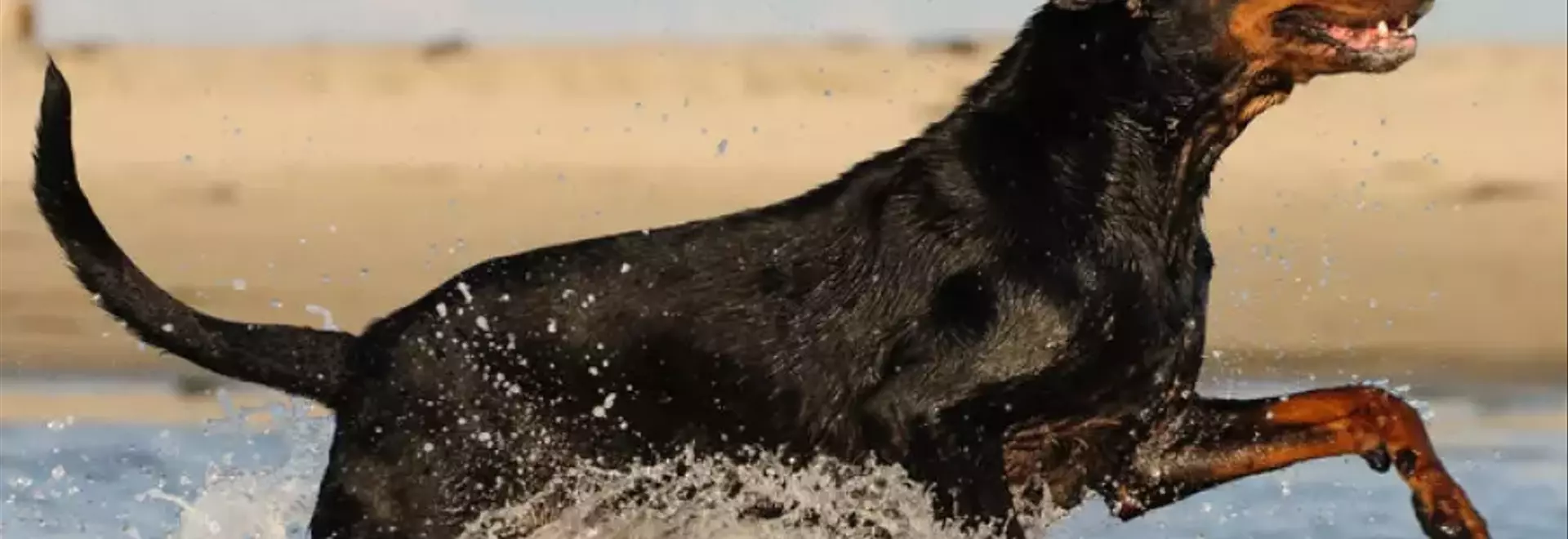 Il Black and Tan Coonhound: Un Compagno Leale e Avventuroso