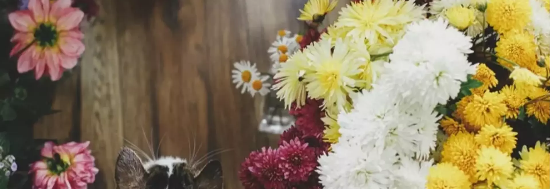 Crisantemi e Gatti: Un Pericolo Nascosto in Casa