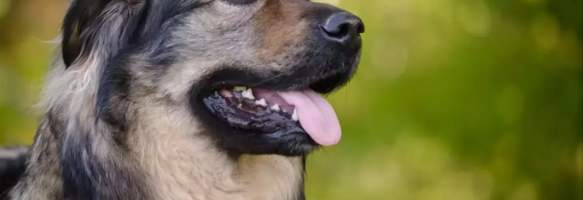 Il Pastore del Carso: Un Compagno Robusto e Fedele