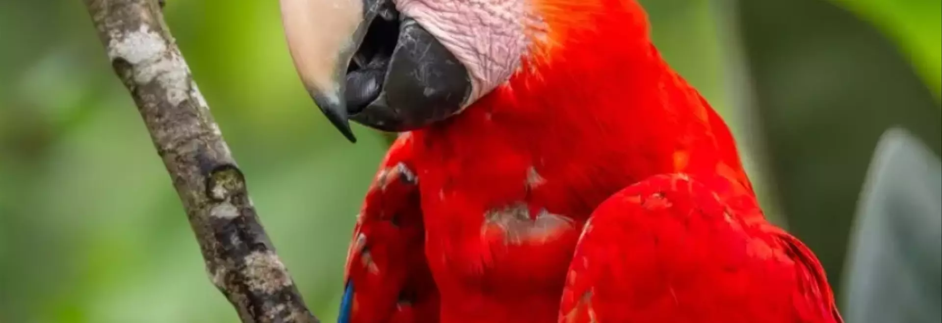 Il Pappagallo Ara Scarlatta: Guida Completa alla Cura e al Benessere