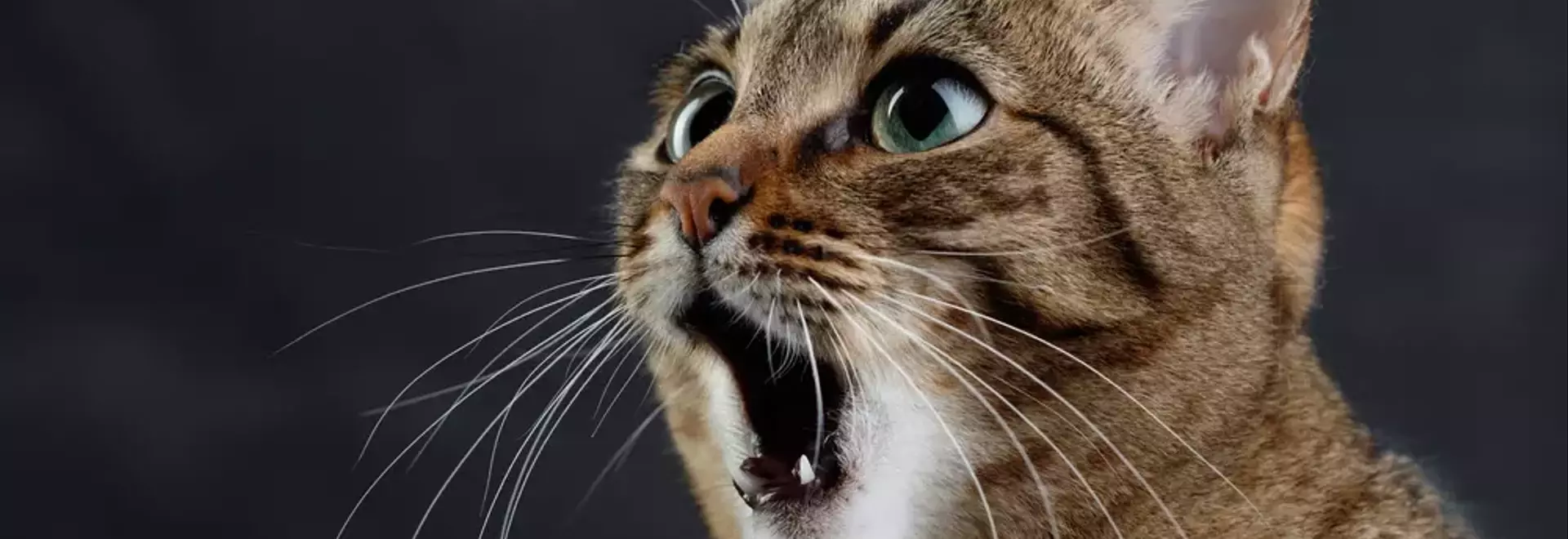 Il Ruolo Essenziale delle Vibrisse Felino: Molto Più Che Semplici Baffi