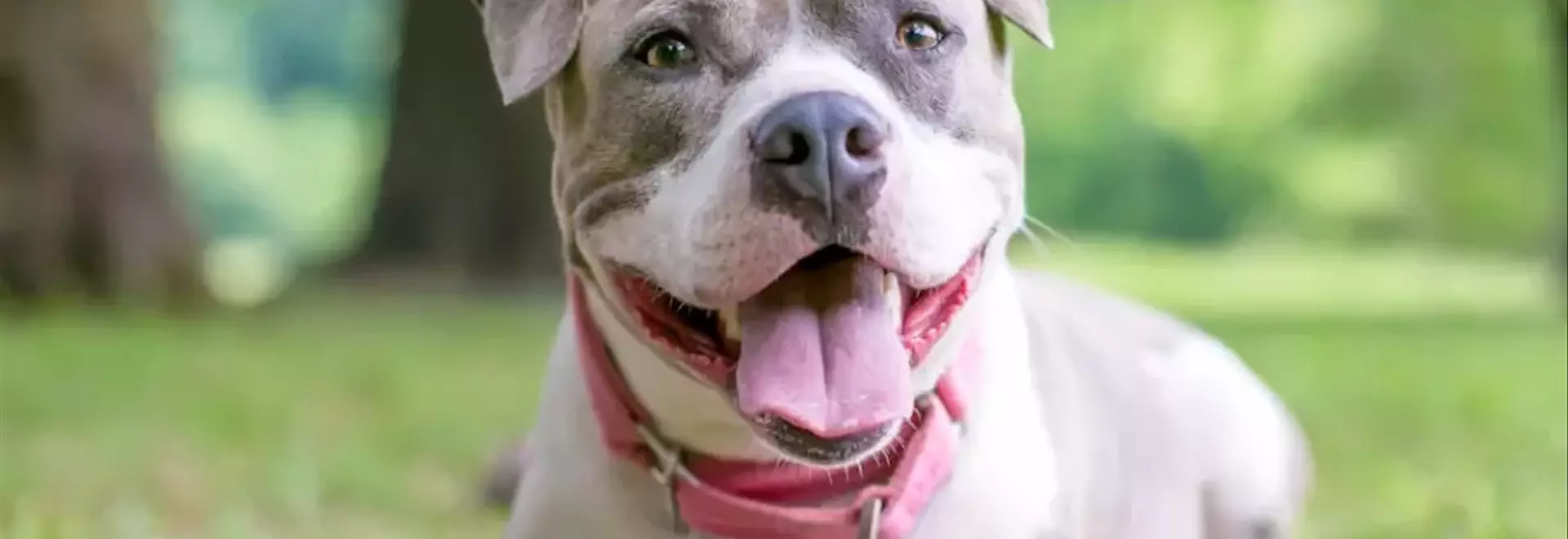 Il Staffordshire Bull Terrier: Caratteristiche, Cura e Convivenza