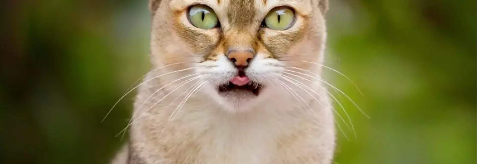 Singapura: Il Gatto Asiatico dal Carattere Vivace e l'Aspetto Distintivo