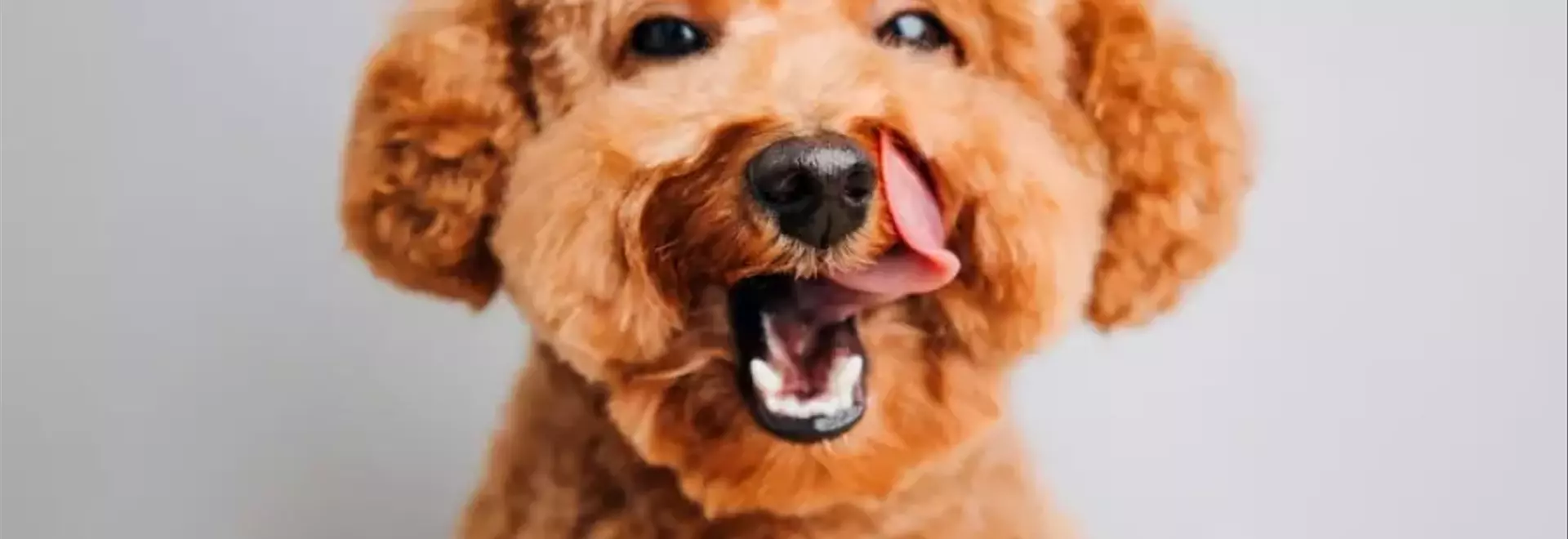 Il Barboncino: Un Compagno Elegante e Intelligente per la Famiglia