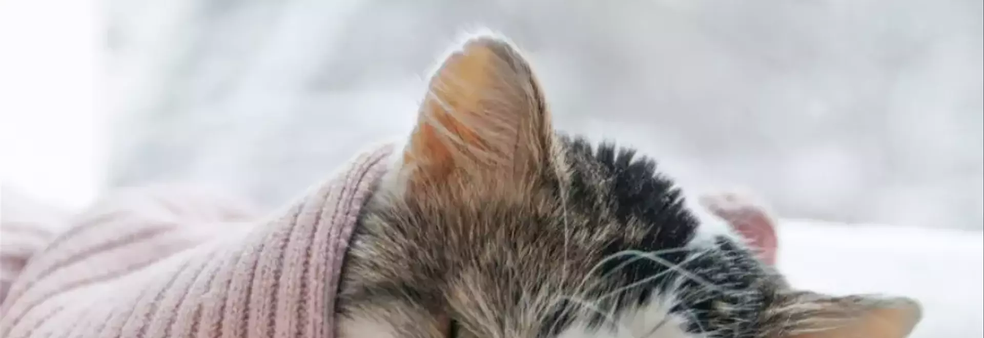 Anemia Felina: Diagnosi, Tipi e Trattamenti