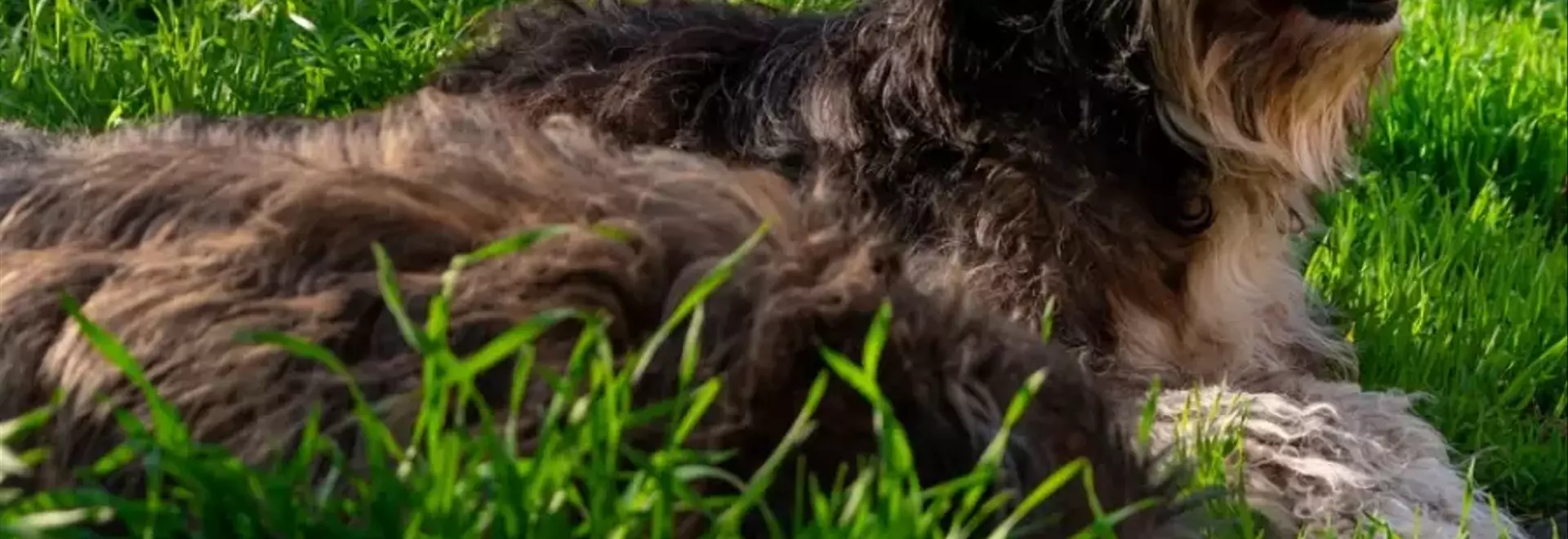 Il Pastore di Vallée: Un Compagno Nobile e Leale