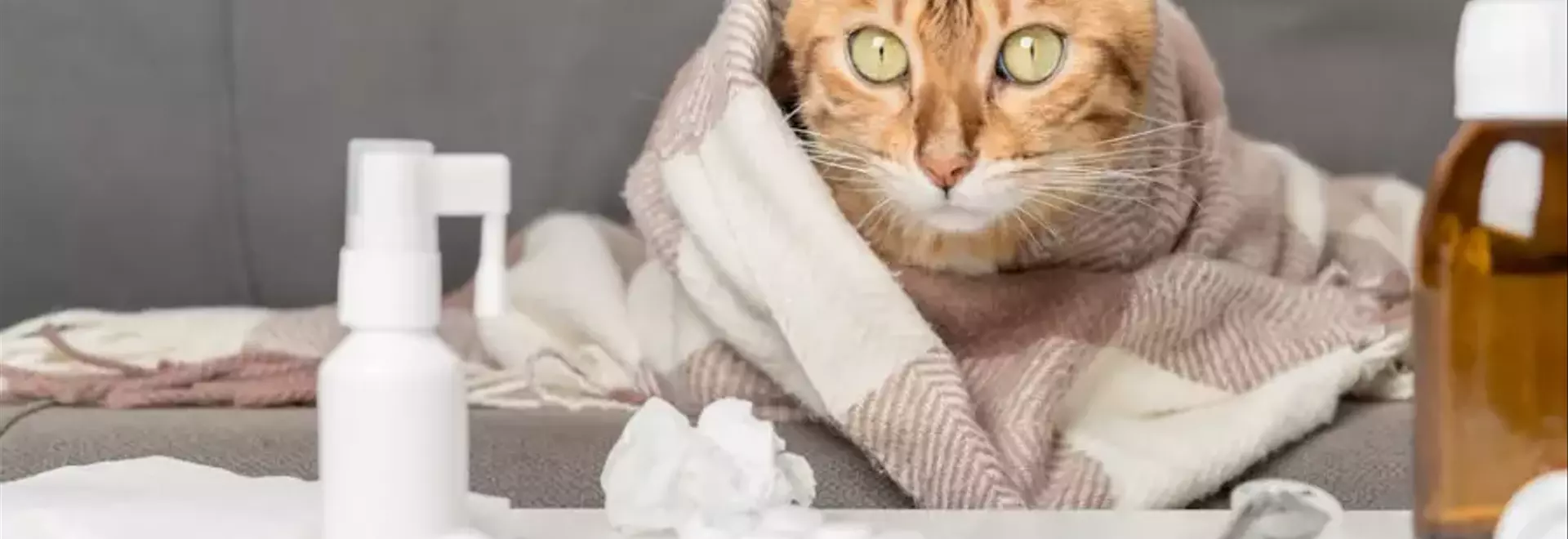 Influenza Felina: Comprendere, Trattare e Prevenire la Malattia Respiratoria del Gatto