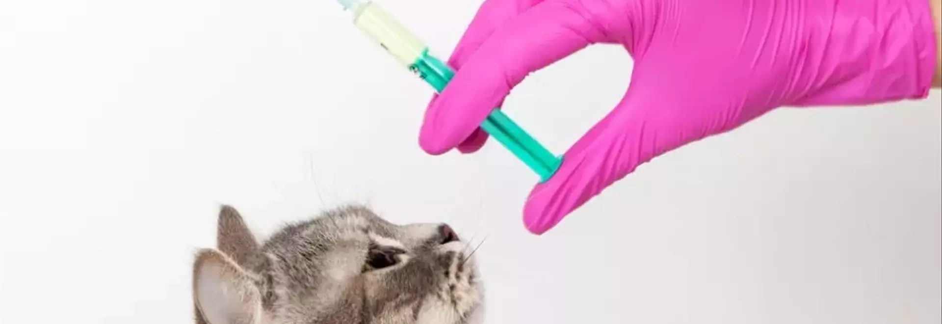 Guida Completa alla Vaccinazione Felina e ai Sarcomi Post-Vaccinali