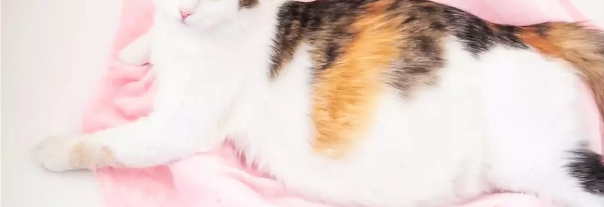 Guida Completa alla Gravidanza Felina: Tutto Quello Che Devi Sapere